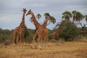 Giraffe browsing at Nairobi National Park during KWS free park entry on 27th September 2025