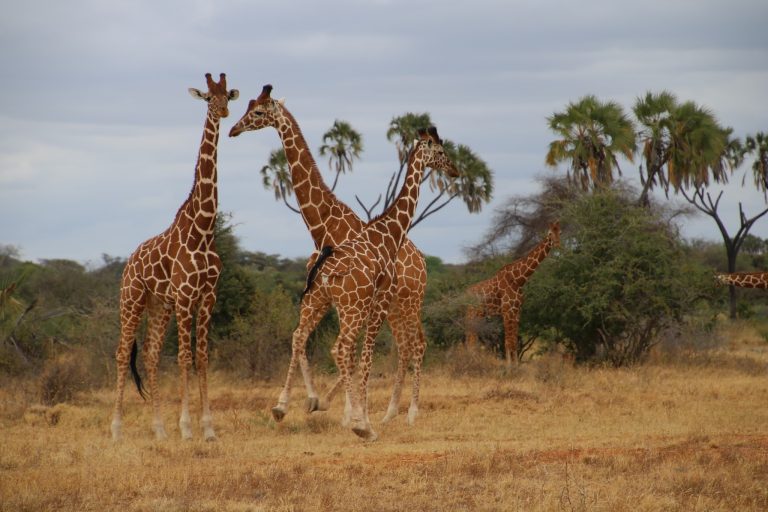 Giraffe browsing at Nairobi National Park during KWS free park entry on 27th September 2025